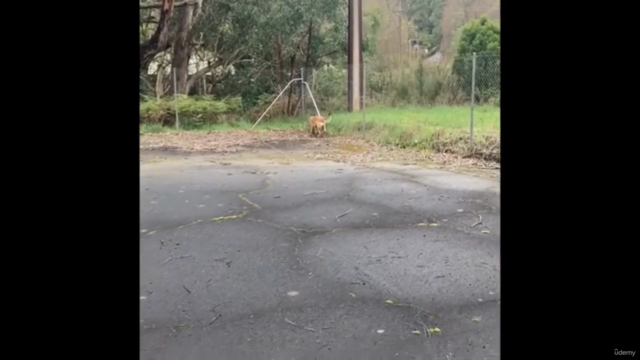 Here! Teach Your Dog To Come When Called – Screenshot 3