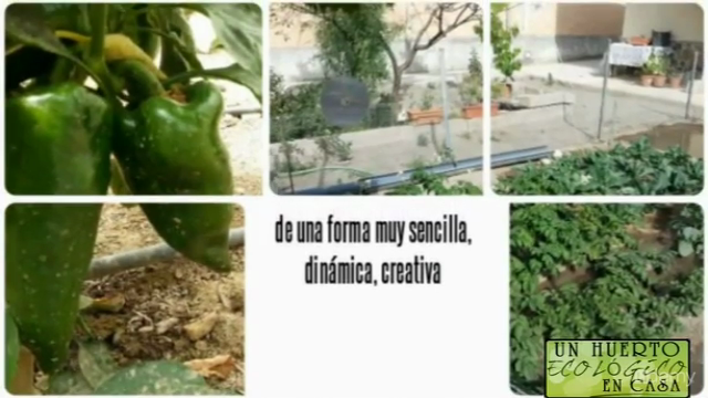 Un huerto ecológico en casa – Screenshot 2
