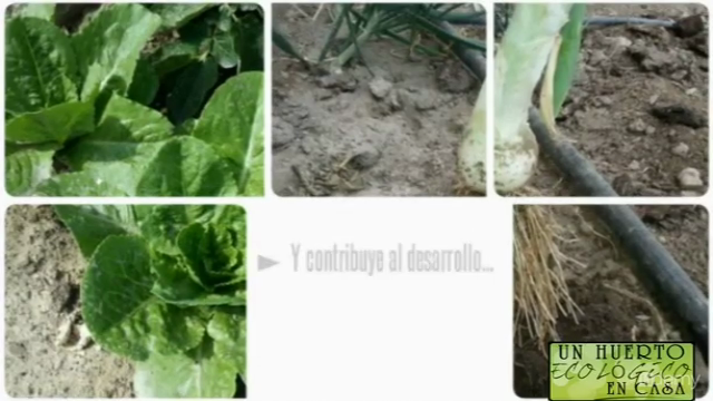 Un huerto ecológico en casa – Screenshot 4