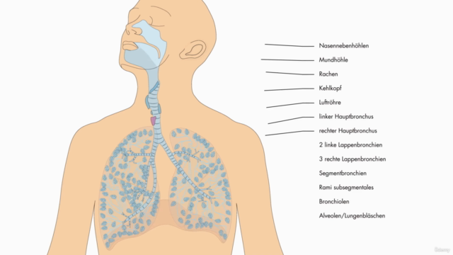 Anatomie, Physiologie und Pathologie des Atmungssystems – Screenshot 1