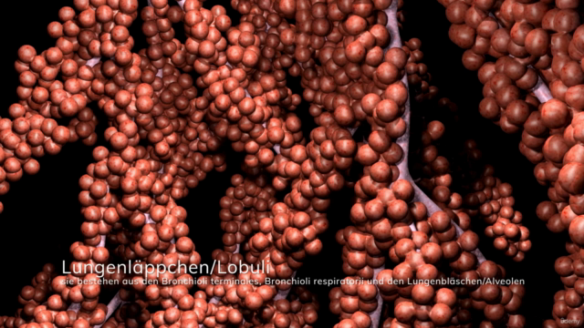 Anatomie, Physiologie und Pathologie des Atmungssystems – Screenshot 2