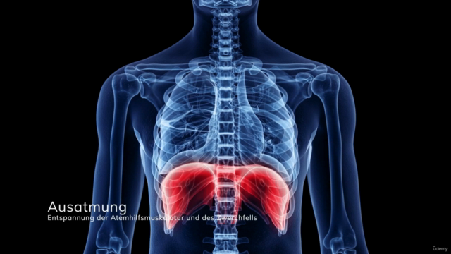 Anatomie, Physiologie und Pathologie des Atmungssystems – Screenshot 3