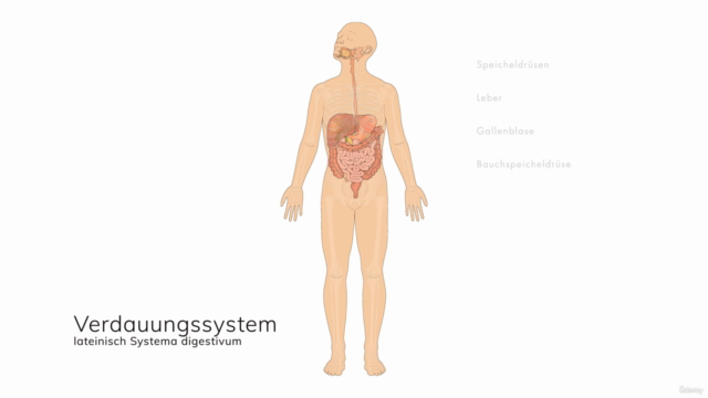 Anatomie, Physiologie & Pathologie des Verdauungssystems – Screenshot 1