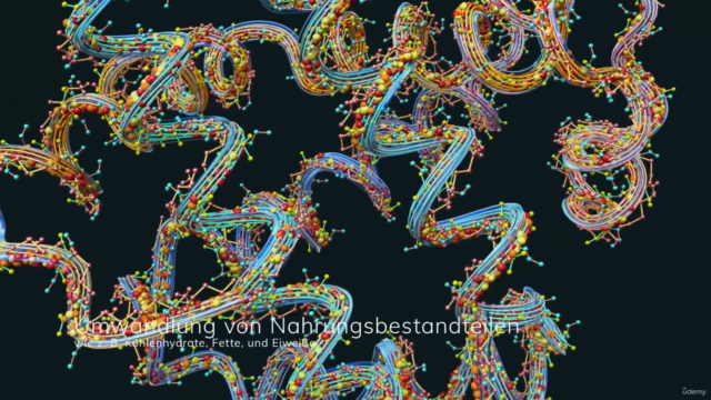 Anatomie, Physiologie & Pathologie des Verdauungssystems – Screenshot 2