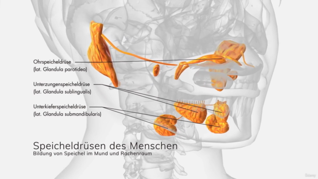 Anatomie, Physiologie & Pathologie des Verdauungssystems – Screenshot 3