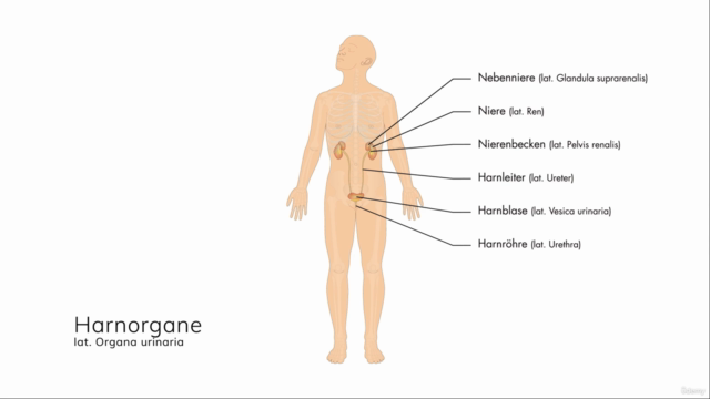 Anatomie, Physiologie und Pathologie des Harnsystems – Screenshot 1