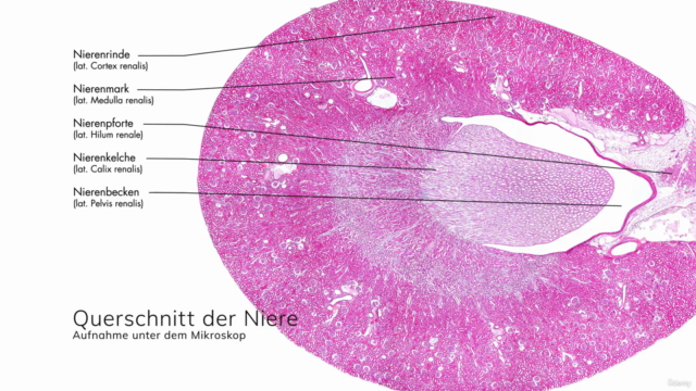 Anatomie, Physiologie und Pathologie des Harnsystems – Screenshot 3