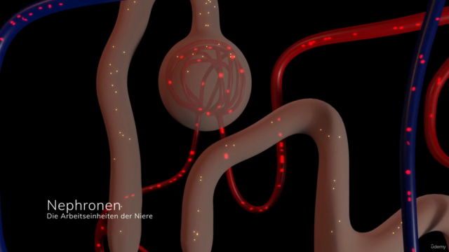 Anatomie, Physiologie und Pathologie des Harnsystems – Screenshot 4