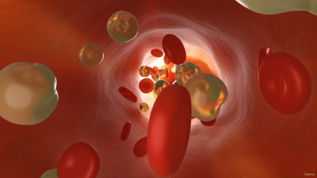 Anatomie, Physiologie und Pathologie des Lymphsystems – Screenshot 1