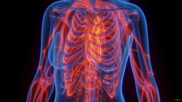 Anatomie, Physiologie und Pathologie des Lymphsystems – Screenshot 2