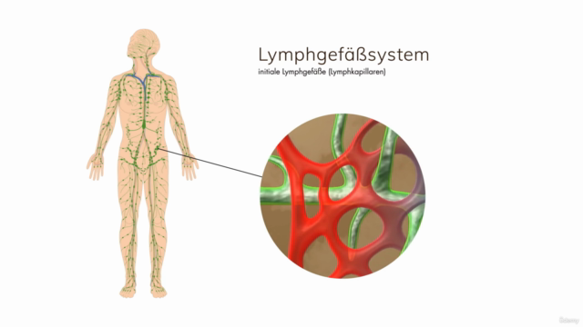 Anatomie, Physiologie und Pathologie des Lymphsystems – Screenshot 3