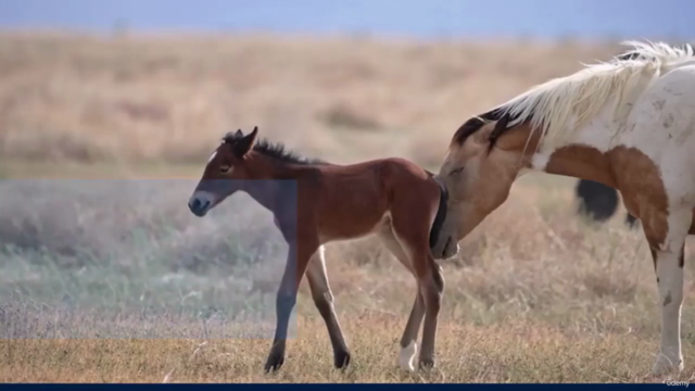 Equine Neonatal Medicine: Ensuring Healthy Beginnings for Fo – Screenshot 1