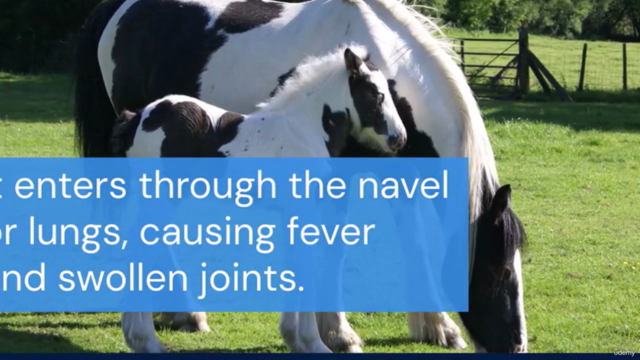 Equine Neonatal Medicine: Ensuring Healthy Beginnings for Fo – Screenshot 2
