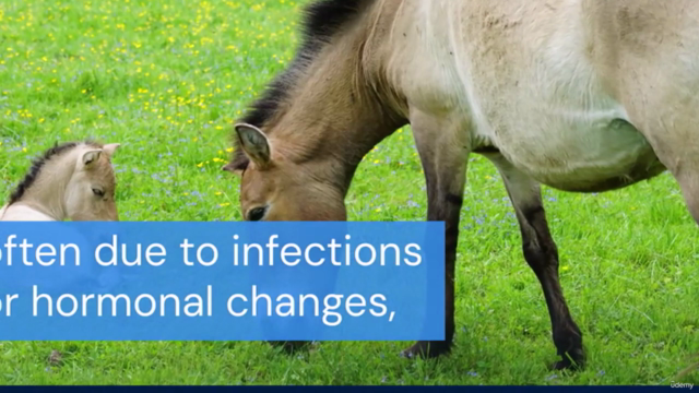 Equine Neonatal Medicine: Ensuring Healthy Beginnings for Fo – Screenshot 3