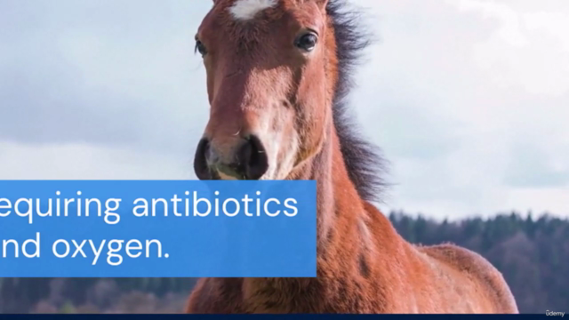 Equine Neonatal Medicine: Ensuring Healthy Beginnings for Fo – Screenshot 4