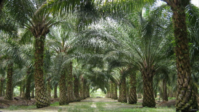 Comment créer une plantation de Palmier à Huile – Screenshot 2