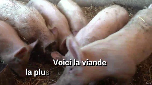 Porciculture: Comment réussir l'élevage du porc – Screenshot 2