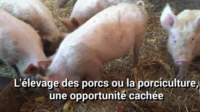 Porciculture: Comment réussir l'élevage du porc – Screenshot 3