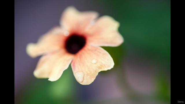 Macro Photography: Zero to Sixty – Screenshot 4