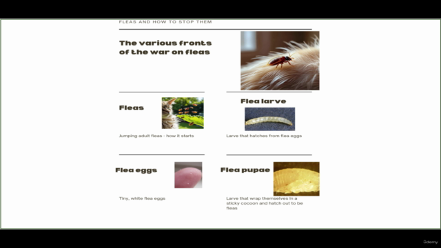 The War On Fleas and How To Win It - Get Rid Of Fleas – Screenshot 1