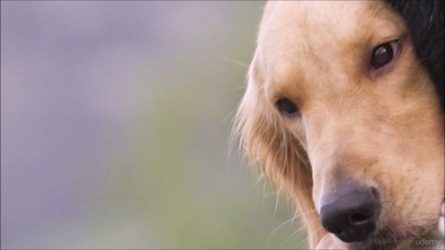 Comunicación Canina - Aprende a entender a tu perro – Screenshot 4