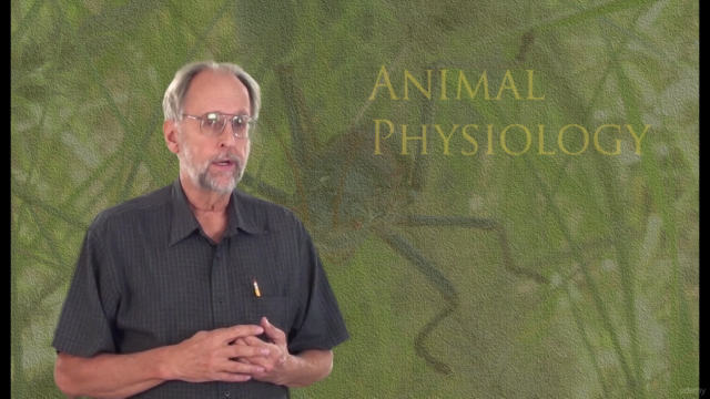 Animal Physiology 1. Respiration and gas exchange – Screenshot 1