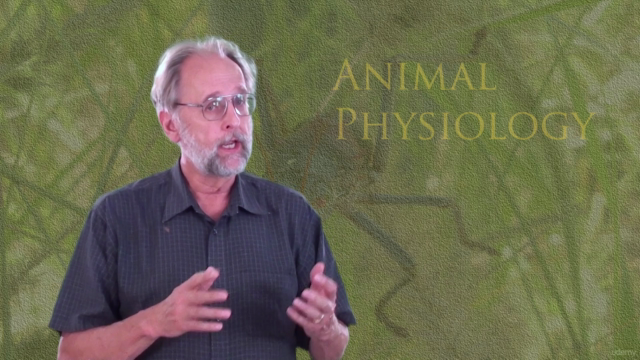 Animal Physiology 3. Digestion and metabolism - Screenshot_02
