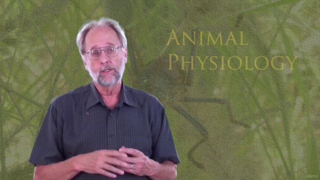 Animal Physiology 3. Digestion and metabolism - Screenshot_03