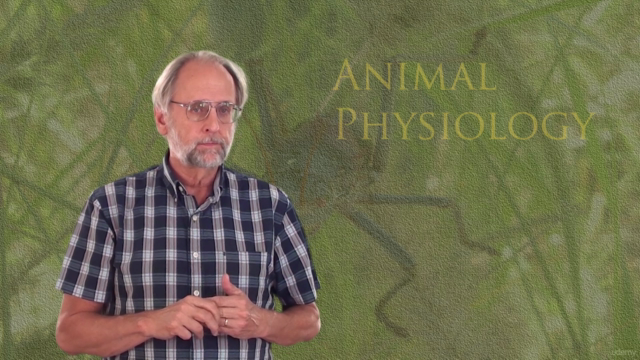 Animal Physiology 4: Temperature, heat and water balance – Screenshot 2
