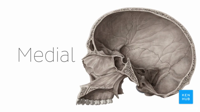 Anatomy Basics - Intro to Studying Human Anatomy – Screenshot 3