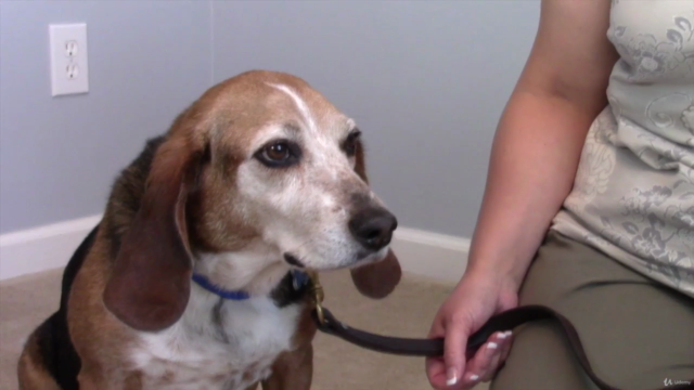 Vet Recommended Dog Care For A Happy, Healthy Dog & Puppy – Screenshot 3