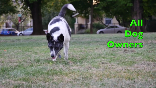 Vet Recommended Dog Care For A Happy, Healthy Dog & Puppy – Screenshot 4