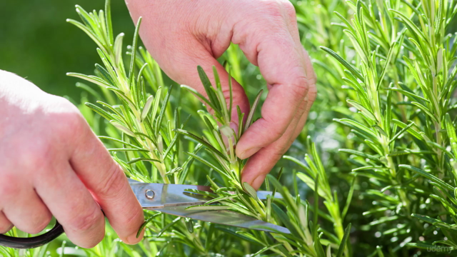 Harvesting, Drying and Storing Herbs – Screenshot 1