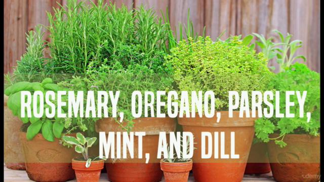 Harvesting, Drying and Storing Herbs – Screenshot 2