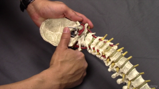 How To Do Chiropractic Adjustments:  The Fundamentals - Screenshot_02