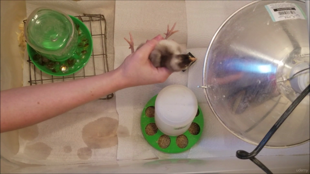 Getting Started with Chickens: from hatch to laying – Screenshot 4