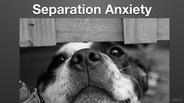 Animal Psychology: Pets Behaviour - (FULLY ACCREDITED) – Screenshot 4