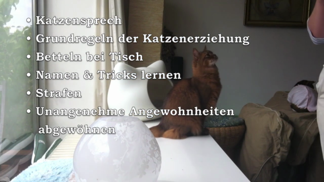 Crashkurs Katzenerziehung – Screenshot 4
